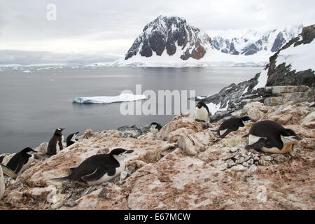 Colonie de manchots Adélie mixte, Gentoo et mentonnière sur l'île de l'Antarctique Banque D'Images