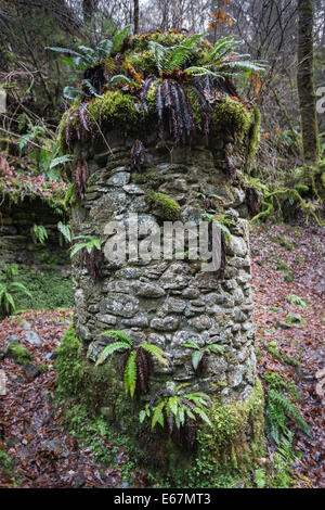 Ruines de folie à Reelig Glen à Inverness-shire en Ecosse. Banque D'Images