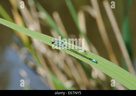 Homme Blue-Tailed Ischnura elegans (Demoiselle) Bedgebury Forêt, Kent, UK. Banque D'Images