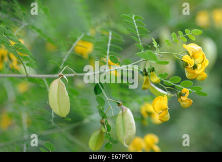 Fleurs et gousses de séné-vessie (Colutea arborescens), un arbuste légumineux cultivé comme plante ornementale. Bedgebury Forêt, Kent Banque D'Images