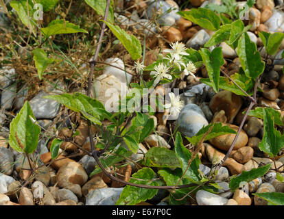 Les plantes très modérée de old man's beard ou voyageur a la joie (Clematis vitalba) croissant sur sol très pauvre en derrière la plage de galets. Nature Rye Banque D'Images