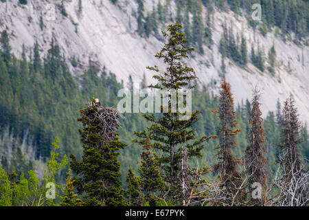 Nid de pygargue à tête blanche sur le haut d'un pin dans une forêt, Jasper, Alberta Canada Banque D'Images