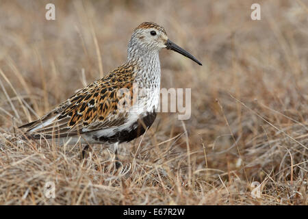 Le bécasseau variable - Calidris alpina - sélection des profils Banque D'Images