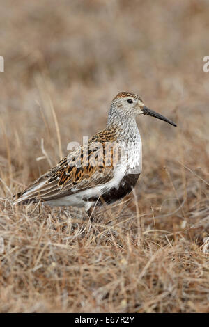 Le bécasseau variable - Calidris alpina - sélection des profils Banque D'Images