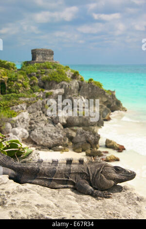 Iguana Beach et Temple de vent Tulum Mexique Yucatan Banque D'Images