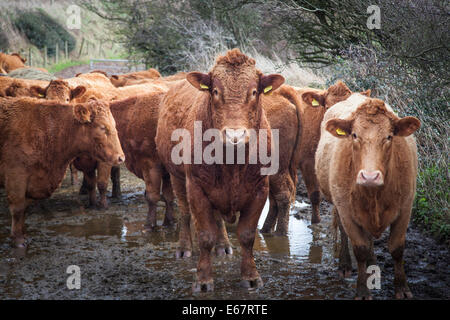 Rouge rubis bovins Devon attendre patiemment dans une flaque boueuse. Banque D'Images