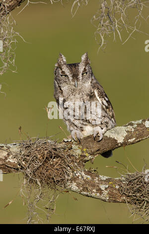 - Le Petit-duc maculé Megascops asio Banque D'Images