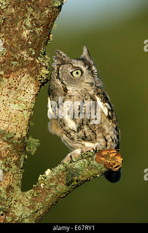 - Le Petit-duc maculé Megascops asio Banque D'Images