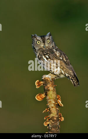 - Le Petit-duc maculé Megascops asio Banque D'Images