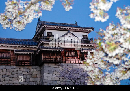 Matsuyama Castle et fleurs de cerisier après le coucher du soleil, Matsuyama, Shikoku, Japon Banque D'Images