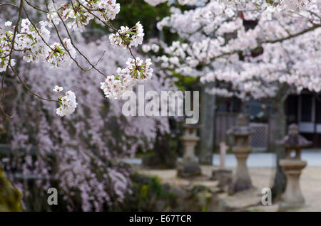 Fleurs de cerisier et de lanternes en pierre le long de la rivière Momijidani à Miyajima, Japon Banque D'Images