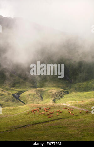 Brown vaches qui paissent dans beau paysage de montagnes de la haute savoie en france Banque D'Images