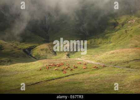 Brown vaches qui paissent dans beau paysage de montagnes de la haute savoie en france Banque D'Images