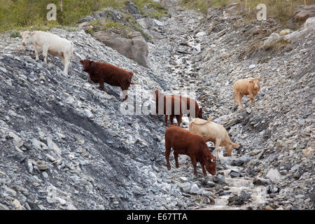 Les vaches boire d'eau dans beau paysage de montagnes de la haute savoie en france Banque D'Images