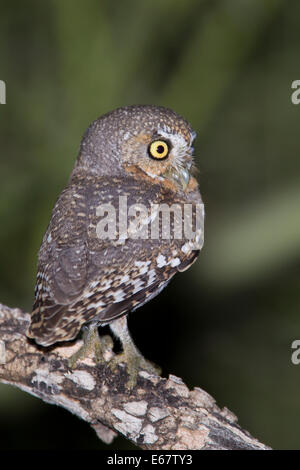 Elf Owl - Micrathene whitneyi - adulte Banque D'Images