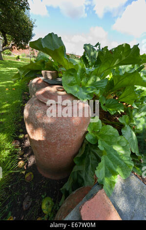 Forcer la rhubarbe cloches cloches en terre cuite Banque D'Images