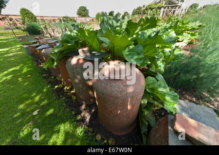 Forcer la rhubarbe cloches cloches en terre cuite Banque D'Images