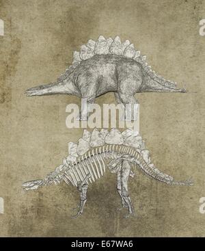 Le Stegosaurus Stegosaurus dinosaur Dinosaurier / Banque D'Images