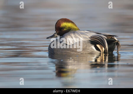 - Falcated Teal Anas falcata - homme adulte Banque D'Images