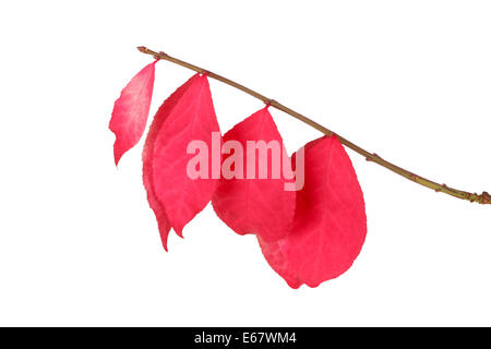 Feuilles rouges sur une tige de Burning Bush (Euonymus alatus) isolé sur fond blanc Banque D'Images