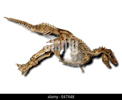 Dinosaurier Tyrannosaurus rex Tyrannosaurus Rex Dinosaur skeleton / Banque D'Images