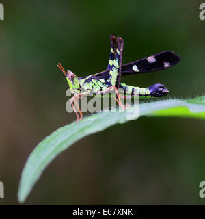 Grasshopper percher sur une feuille Banque D'Images