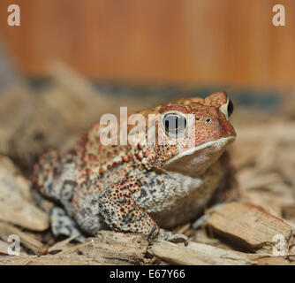 Crapaud européen,Close Up Shot Banque D'Images