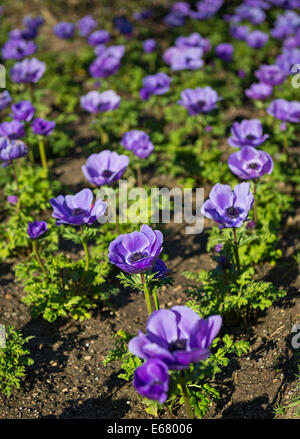 Belle Mona Lisa fleurs bleu profond, Anemone coronaria. Banque D'Images