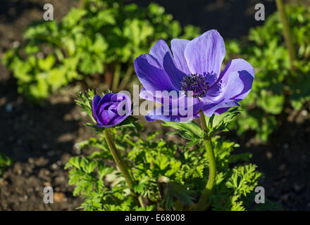 Belle Mona Lisa fleurs bleu profond, Anemone coronaria. Banque D'Images