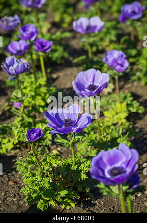 Belle Mona Lisa fleurs bleu profond, Anemone coronaria. Banque D'Images