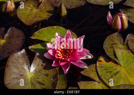 Nénuphar rose dans l'étang à l'intérieur de la Mission San Juan Capistrano, California, USA Banque D'Images