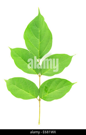 Feuille verte sur fond blanc Banque D'Images