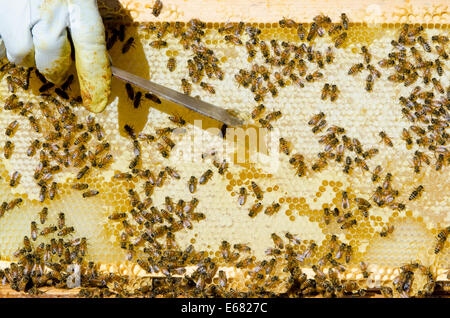 Apiculture apiculteur ruche les abeilles du miel à l'Arlo Honey Farm, Kelowna, Colombie-Britannique, Canada. Banque D'Images