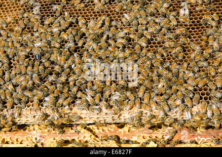 Ruche d'abeilles à l'Arlo's Honey Farm, Kelowna, Colombie-Britannique, Canada. Banque D'Images