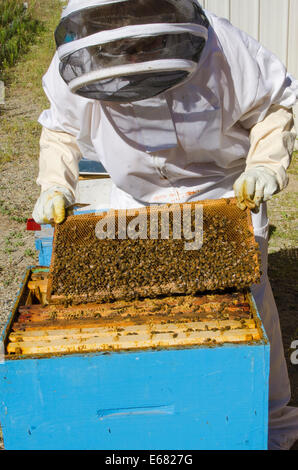 L'apiculture à l'Arlo's Honey Farm, Kelowna, Colombie-Britannique, Canada. Banque D'Images