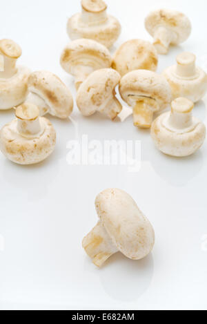 Champignons comestibles frais Portabello Champignon sur fond blanc avec la réflexion. Banque D'Images