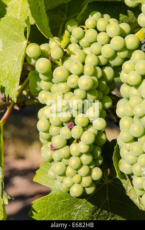 Bande de vigne à raisin vert Cailles' Gate Winery de l'Okanagan, à Kelowna, à l'intérieur de la Colombie-Britannique, BC, Canada. Banque D'Images