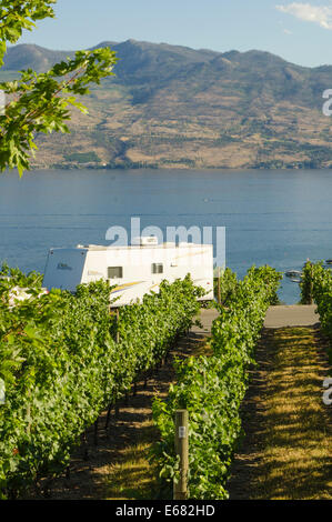 RV remorque en vignes vignoble sur le lac Okanagan à Quails' Gate Winery, Kelowna, à l'intérieur de la Colombie-Britannique, BC, Canada. Banque D'Images