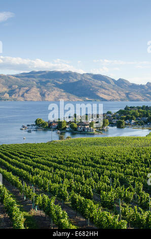 Grape vines vineyard winery l'agriculture sur le lac Okanagan à Quails' Gate Winery, Kelowna, à l'intérieur de la Colombie-Britannique, BC, Canada. Banque D'Images