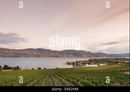 Grape vines vineyard winery l'agriculture sur le lac Okanagan à Quails' Gate Winery, Kelowna, à l'intérieur de la Colombie-Britannique, BC, Canada. Banque D'Images