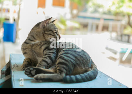 Cat se détend sur la table en bois Banque D'Images