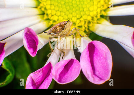 Prunelle Bug macro photo Banque D'Images