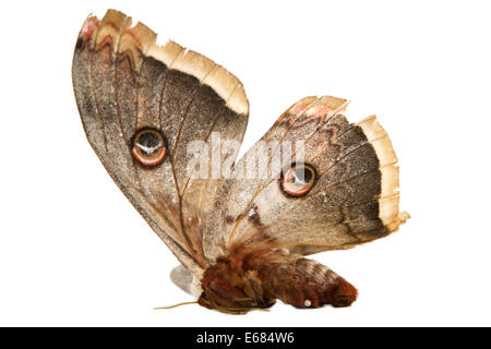 Le beau papillon papillon de soie géant appelé Cecropia moth isolé sur fond blanc Banque D'Images