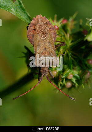 Bogue ou Bug Squash Dock - Coreus marginatus Banque D'Images