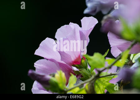 Hibiscus violet blossom close-up Banque D'Images