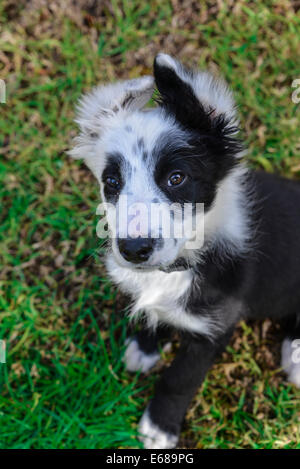 Collie chiot noir et blanc 14 semaines au jardin Banque D'Images