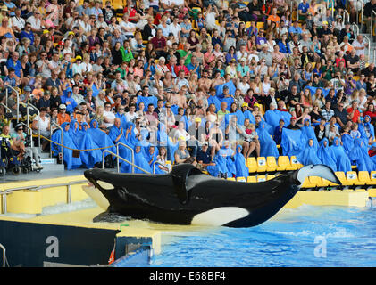 Loro Parque, Tenerife, Canaries, les touristes regarder les performances d'affichage de l'Épaulard, Tenerife, Espagne Banque D'Images