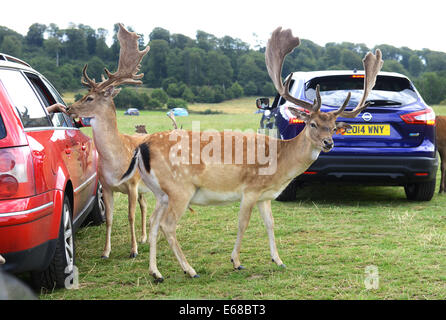 Longleat Safari Park, nourrir le daim, Wiltshire, Angleterre Banque D'Images