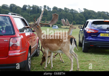 Longleat Safari Park, nourrir le daim, Wiltshire, Angleterre Banque D'Images