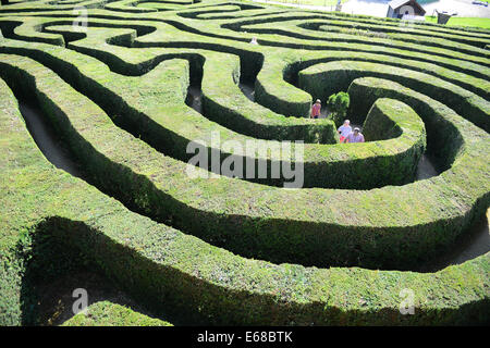 Longleat Safari Park hedge maze, Wiltshire, Angleterre Banque D'Images